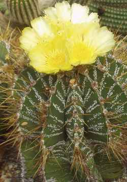 Monk's Hood(Astrophytum ornatum)