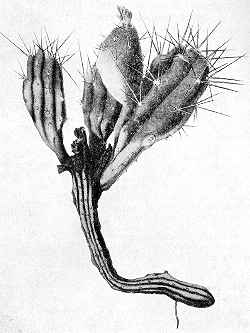 (Austrocactus spiniflorus)