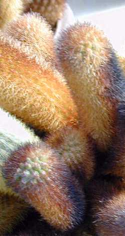 (Cleistocactus icosagonus)