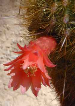 (Cleistocactus icosagonus)