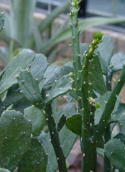 Cuija(Brasiliopuntia brasiliensis)