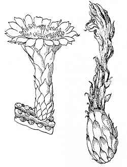 (Browningia candelaris)