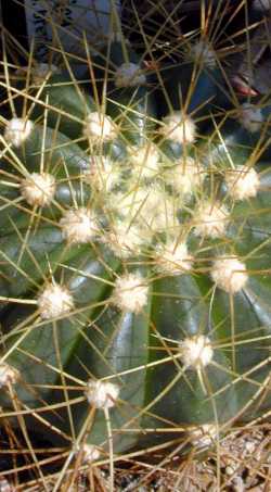 (Coleocephalocereus aureus)