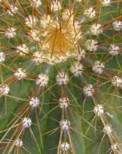 (Coleocephalocereus aureus)