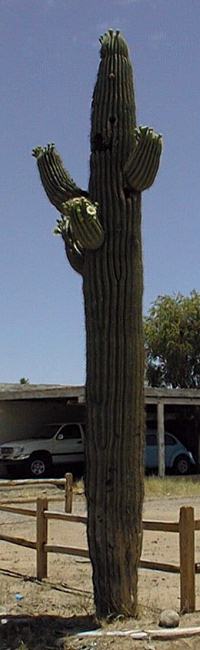 Saguaro, Sahuaro(Carnegiea gigantea)