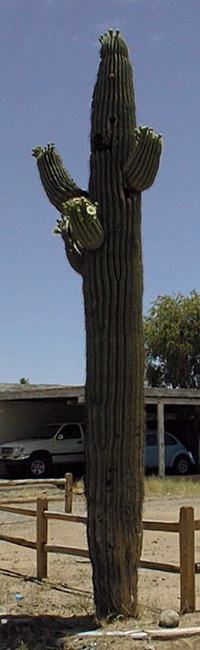 Saguaro