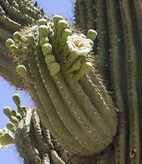 Saguaro, Sahuaro(Carnegiea gigantea)