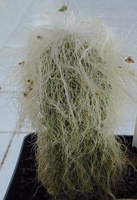 Old Man Cactus, Old Man of Mexico, Cabeza de Viejo(Cephalocereus senilis)