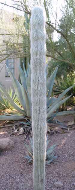 Old Man Cactus, Old Man of Mexico, Cabeza de Viejo(Cephalocereus senilis)