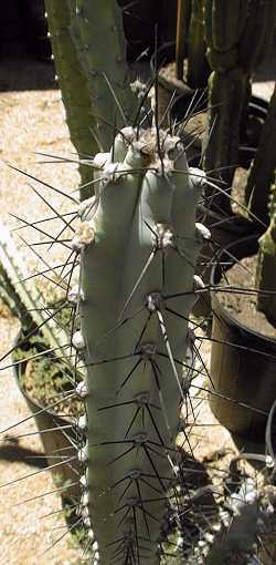 (Cereus aethiops)