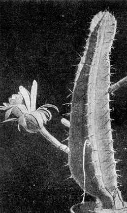 (Cereus argentinensis)