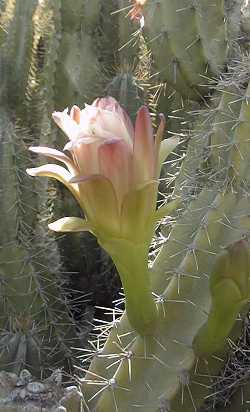 (Cereus validus)