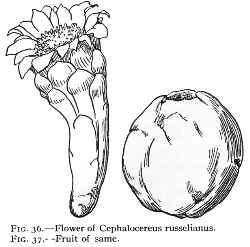 (Cereus fricii)