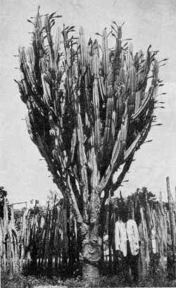 Pleated Cereus, Mandacarú(Cereus jamacaru)