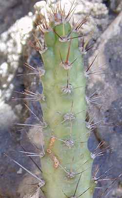 Mandacaru, Orumbeva(Cereus kroenleinii)