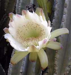 Queen of the Night(Cereus hildmannianus)