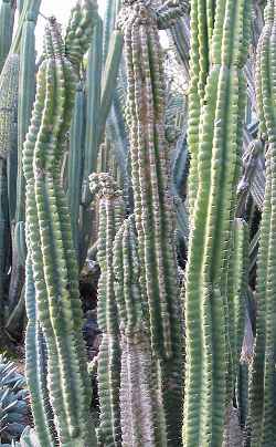 Hedge Cactus, Peruvian Apple Cactus(Cereus repandus)