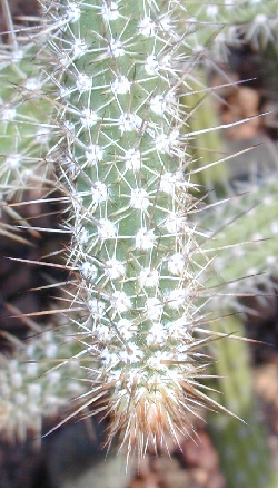 (Praecereus saxicola)