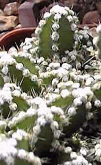 Fairy Castles(Cereus hildmannianus monstrose)