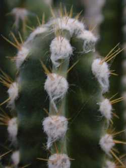 Fairy Castles(Cereus hildmannianus monstrose)