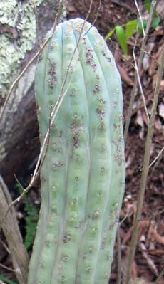 (Cipocereus bradei)