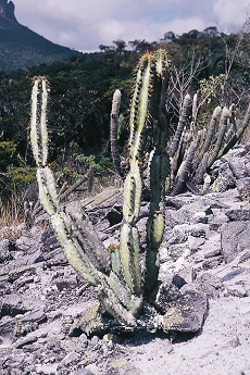 (Cipocereus crassisepalus)