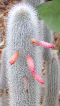 (Cleistocactus hyalacanthus)