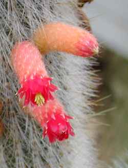 (Cleistocactus hyalacanthus)