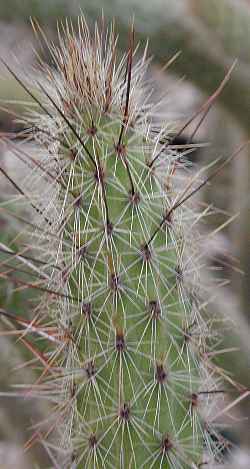 (Cleistocactus paraguariensis)