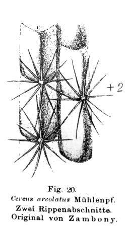 (Cleistocactus parviflorus)