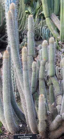 (Cleistocactus tarijensis)