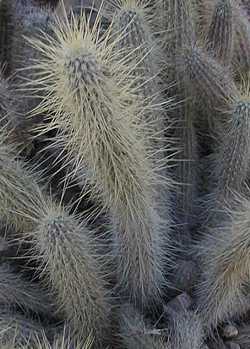 Scarlet Bugler, Firecracker Cactus(Cleistocactus baumannii)