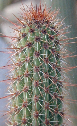 (Cleistocactus buchtienii)