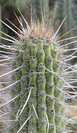 (Cleistocactus buchtienii)