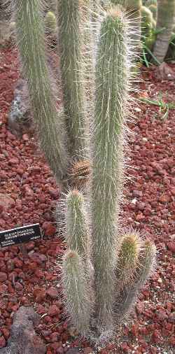 (Cleistocactus buchtienii)