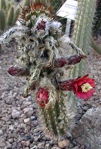 (Cleistocactus fieldianus)