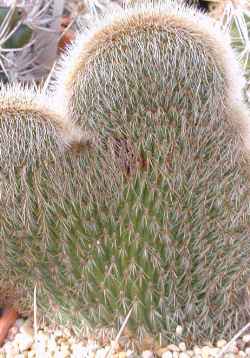 (Cleistocactus ritteri)