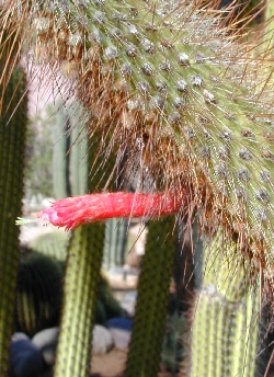 (Cleistocactus roezlii)