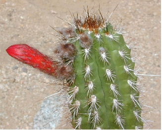 (Cleistocactus roezlii)