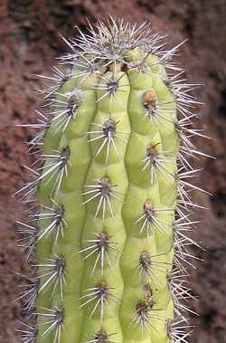 (Cleistocactus serpens)