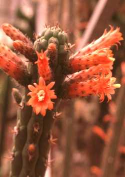 (Cleistocactus serpens)