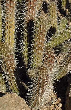 (Cleistocactus sextonianus)