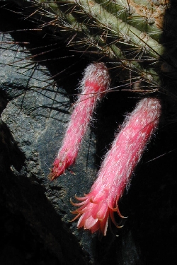 (Cleistocactus smaragdiflorus)