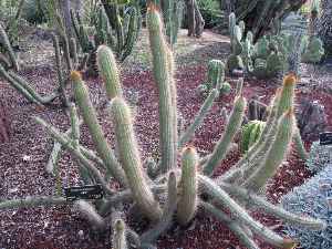 (Cleistocactus smaragdiflorus)