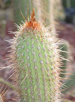 (Cleistocactus smaragdiflorus)