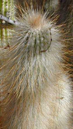 Silver Torch Cactus(Cleistocactus strausii)