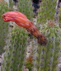 (Cleistocactus fieldianus ssp. tessellatus )