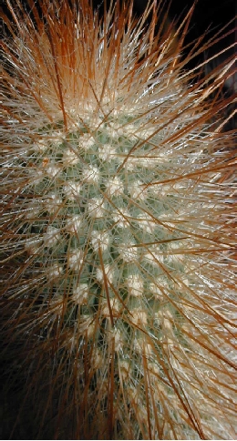 (Cleistocactus tupizensis)