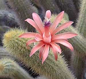 Golden Rat Tail(Cleistocactus winteri)