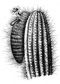 (Coleocephalocereus fluminensis)